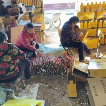 铁棍山药吃法多样正宗产地发货诚信买卖电话详谈