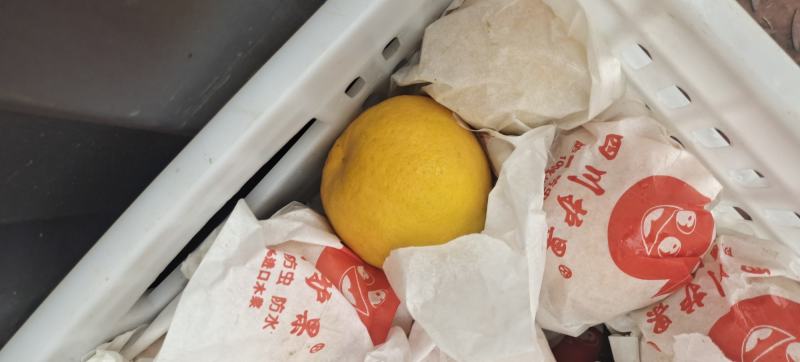 春见/耙耙柑
