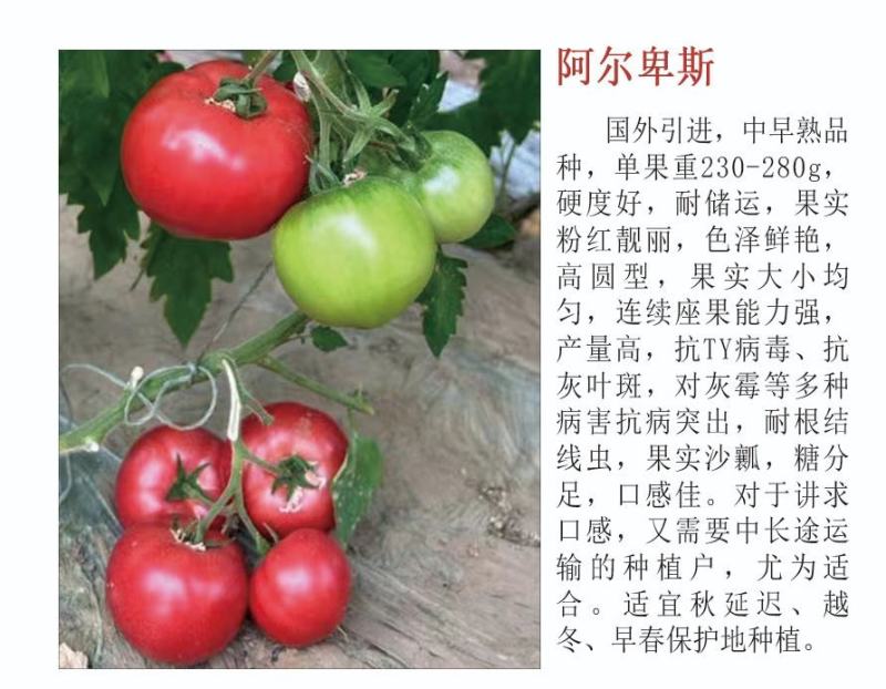马蹄柿子种子抗大口感甜如蜜9号阿尔卑斯金枕大黄