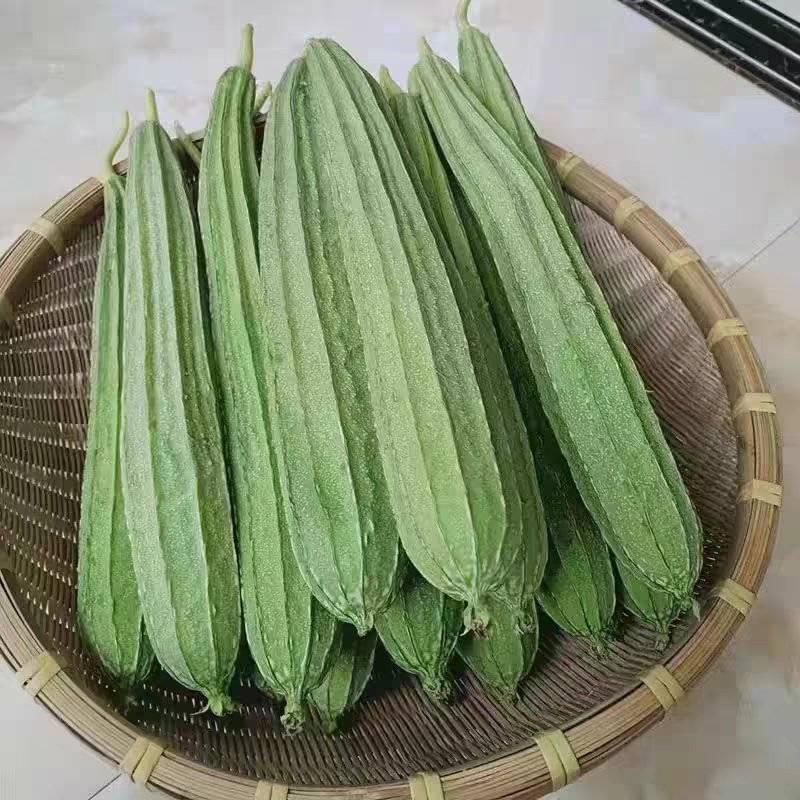 《湛江丝瓜》棱丝瓜/广东丝瓜/产地货源/大批量供应