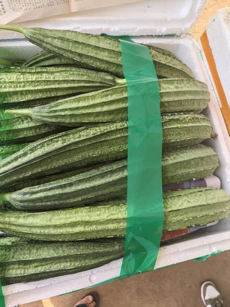 《湛江丝瓜》棱丝瓜/广东丝瓜/产地货源/大批量供应