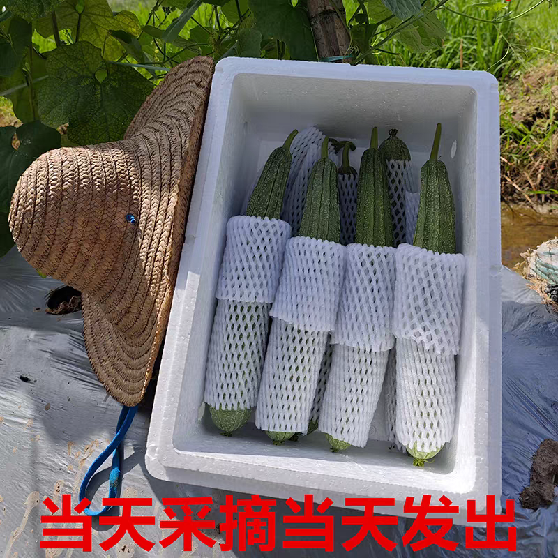 《湛江丝瓜》棱丝瓜/广东丝瓜/产地货源/大批量供应