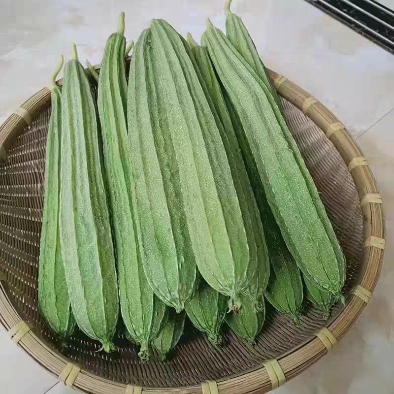 《湛江丝瓜》棱丝瓜/广东丝瓜/产地货源/大批量供应