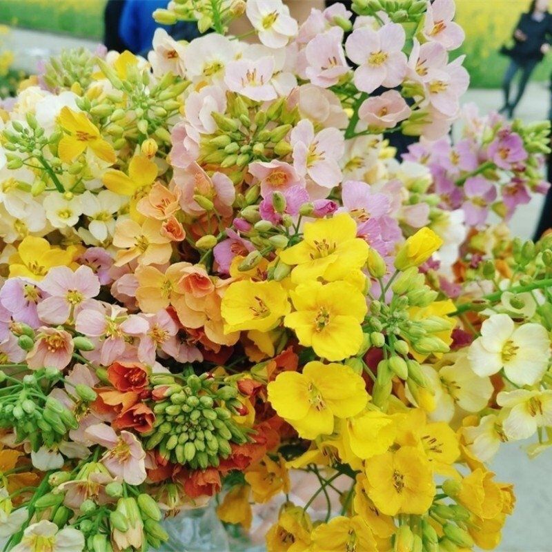 油菜花籽种子观赏高产榨油多彩油菜花种子耐热耐寒花种易活