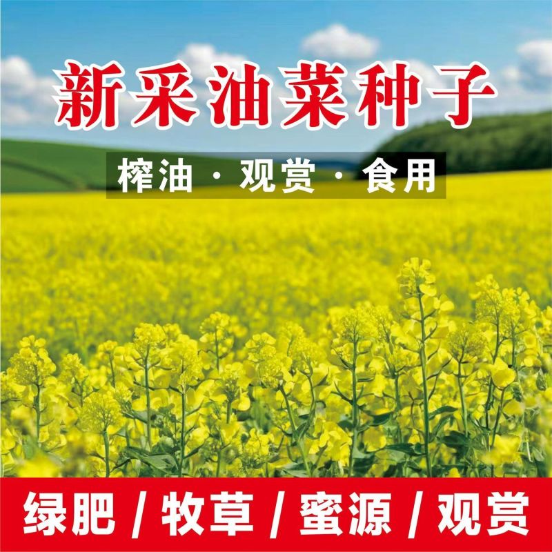 油菜花籽种子观赏高产榨油多彩油菜花种子耐热耐寒花种易活