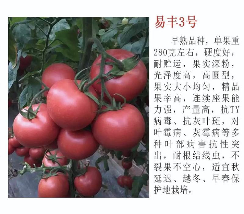 硬粉西红柿苗粉果番茄苗耐低温抗性好高产好管理