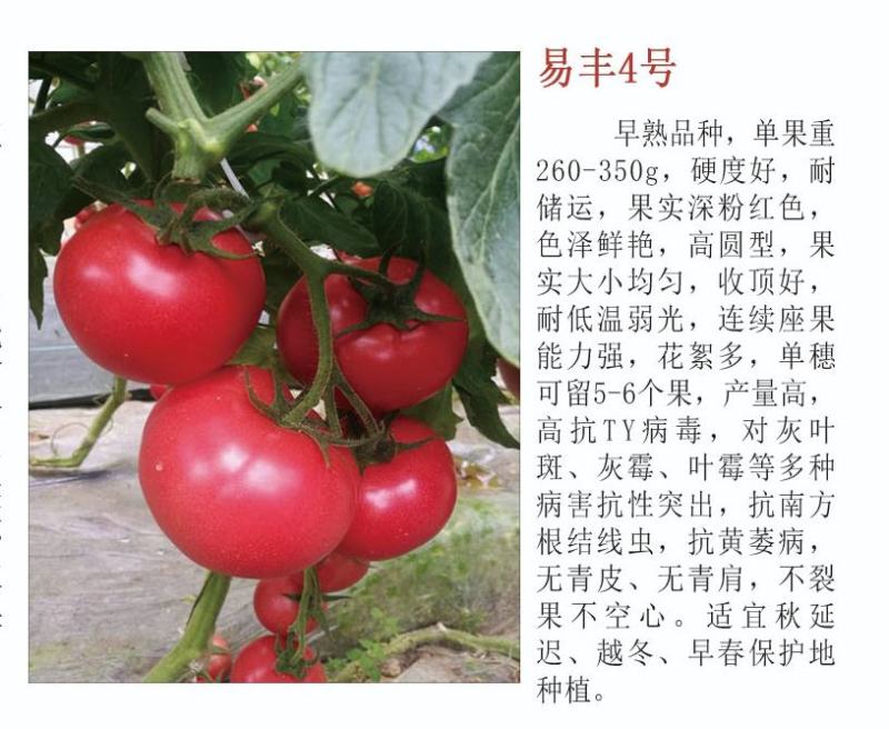 硬粉西红柿苗粉果番茄苗耐低温抗性好高产好管理