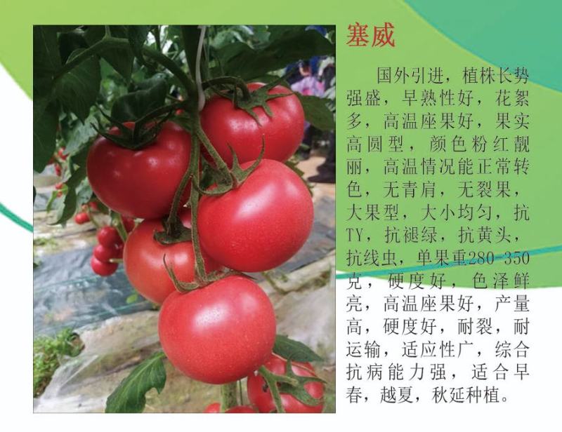 硬粉番茄苗大粉果西红柿苗越夏秋延抗病毒