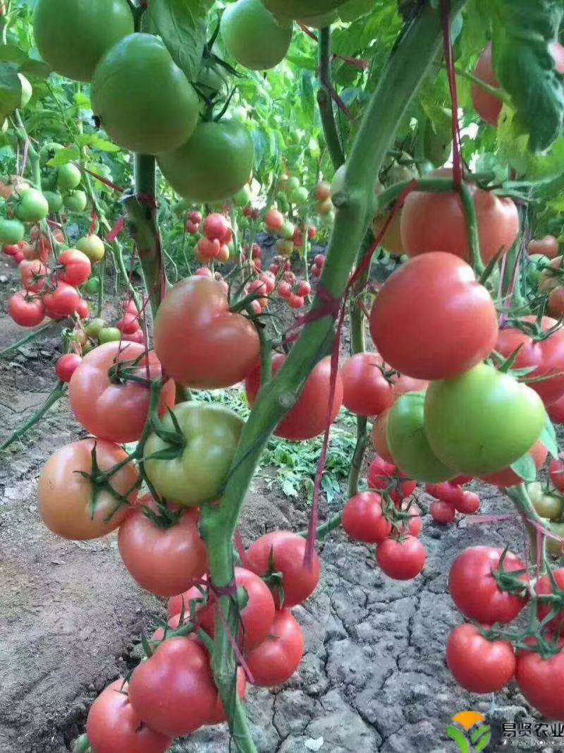 硬粉番茄苗大粉果西红柿苗越夏秋延抗病毒