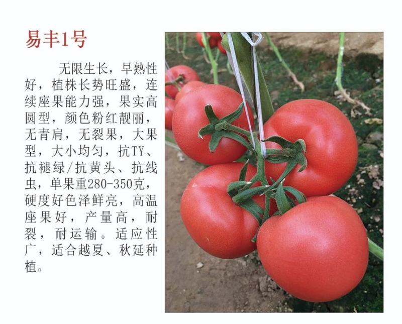 硬粉番茄苗大粉果西红柿苗越夏秋延抗病毒