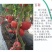 硬粉番茄苗大粉果西红柿苗越夏秋延抗病毒