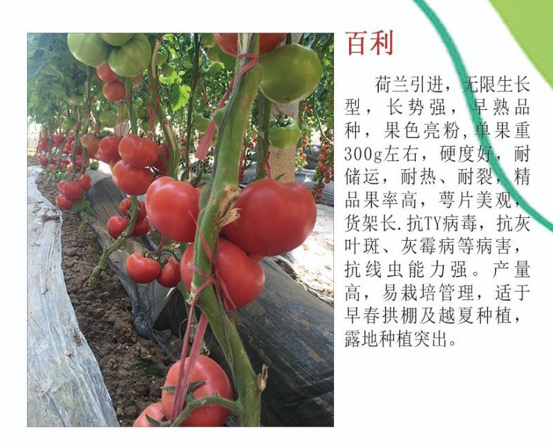 硬粉番茄苗大粉果西红柿苗越夏秋延抗病毒
