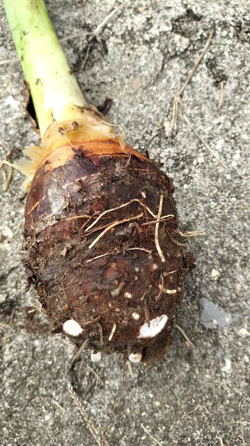 广西香芋，精品香芋上市