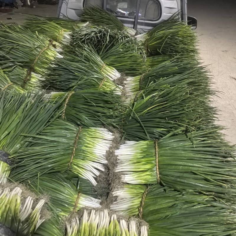 精品分葱