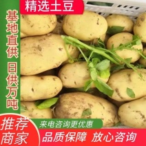 荷兰土豆：颜色个头薯型三优，无腐烂无伤残无青头。