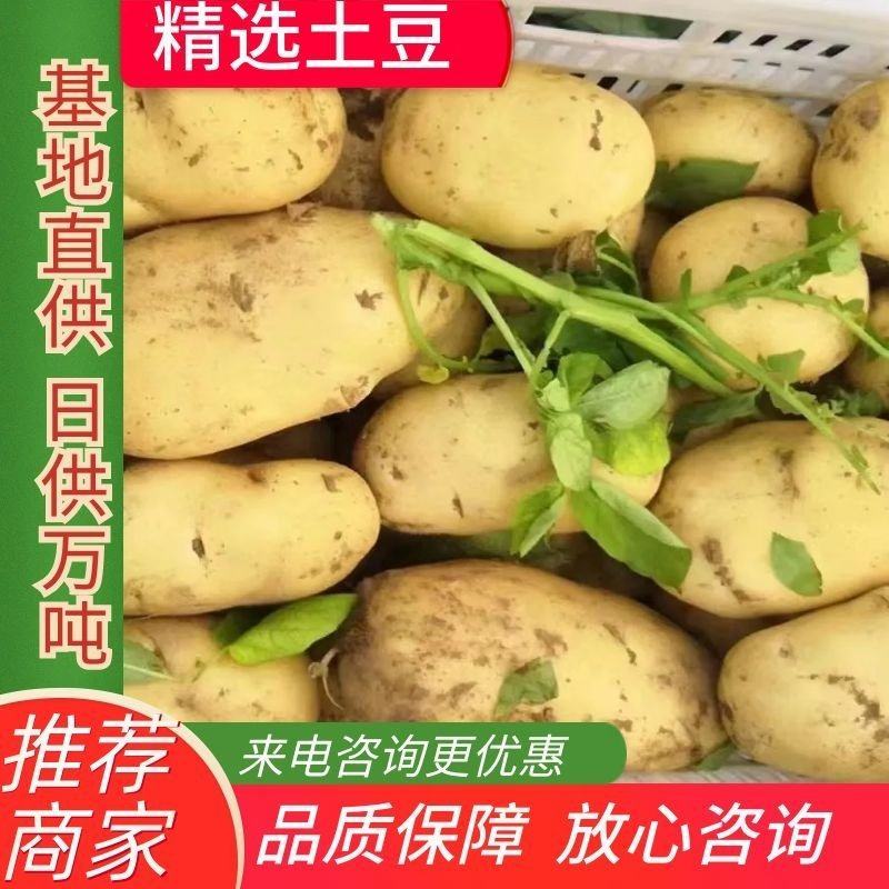 荷兰土豆：颜色个头薯型三优，无腐烂无伤残无青头。