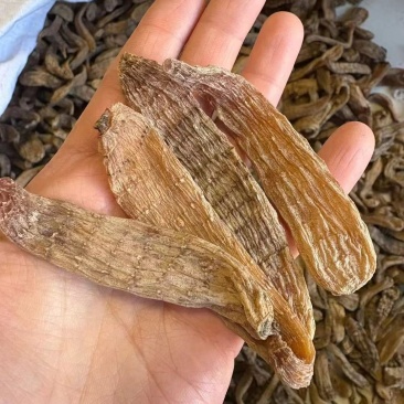 各种天麻