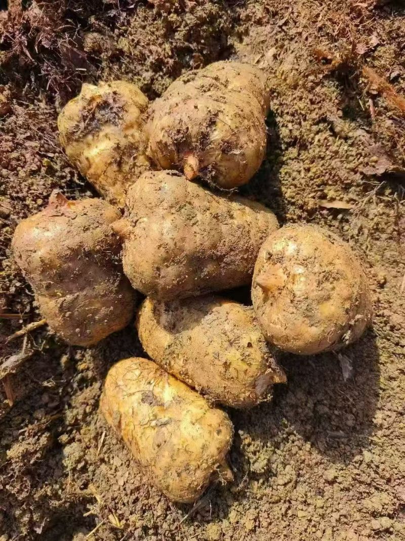 各种天麻