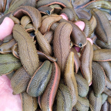 水蛭菲牛蛭鲜货基地直供品质优存活率高可视频看货支持整车
