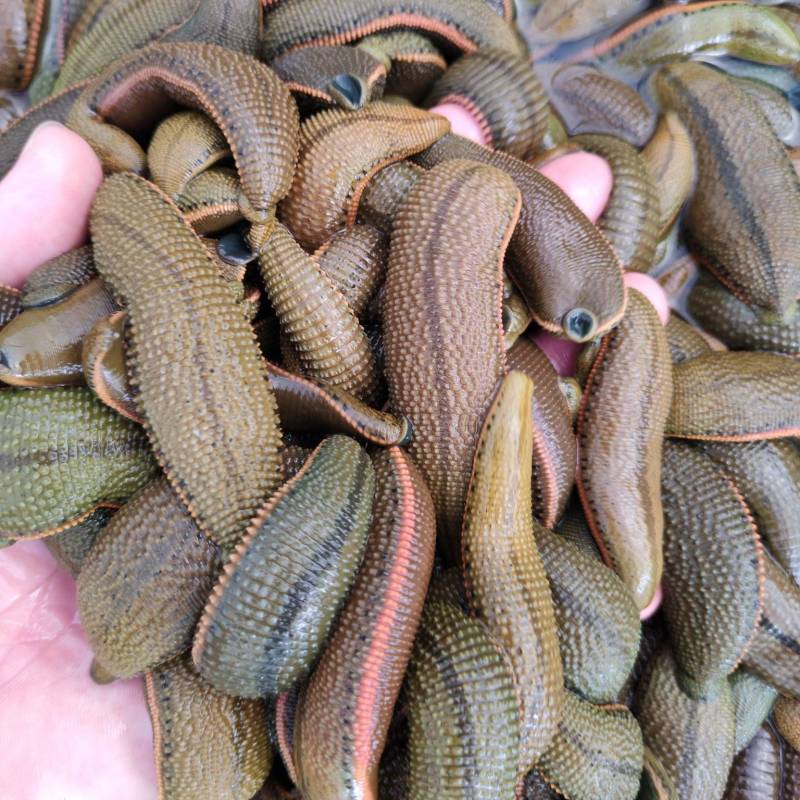 水蛭菲牛蛭鲜货基地直供品质优存活率高可视频看货支持整车