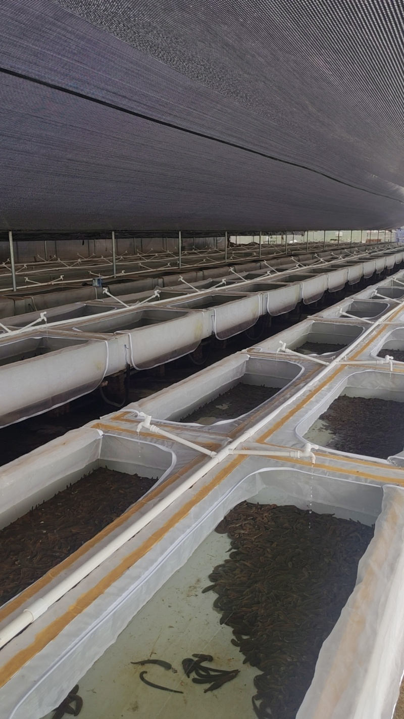 水蛭菲牛蛭鲜货基地直供品质优存活率高可视频看货支持整车
