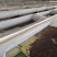 水蛭菲牛蛭鲜货基地直供品质优存活率高可视频看货支持整车