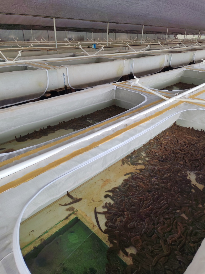 水蛭菲牛蛭鲜货基地直供品质优存活率高可视频看货支持整车