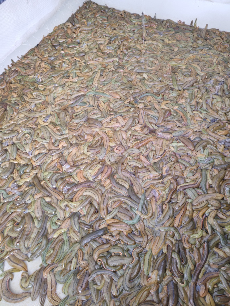 水蛭菲牛蛭鲜货基地直供品质优存活率高可视频看货支持整车