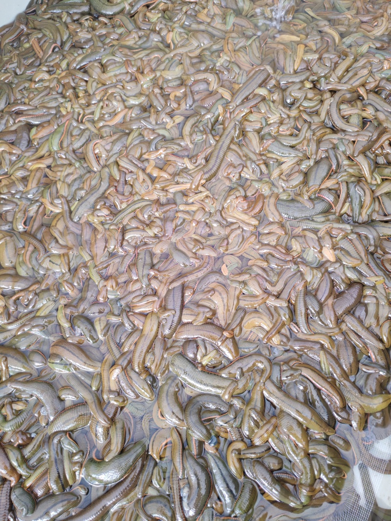 水蛭菲牛蛭鲜货基地直供品质优存活率高可视频看货支持整车