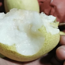 各种梨，