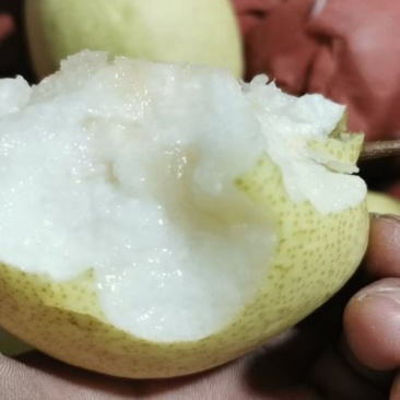 各种梨，