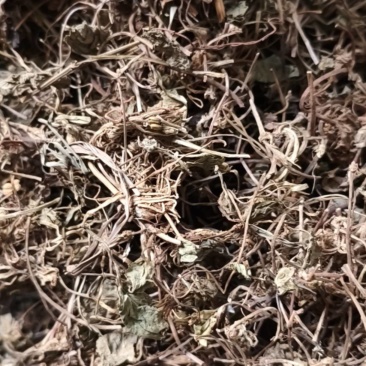 积雪草