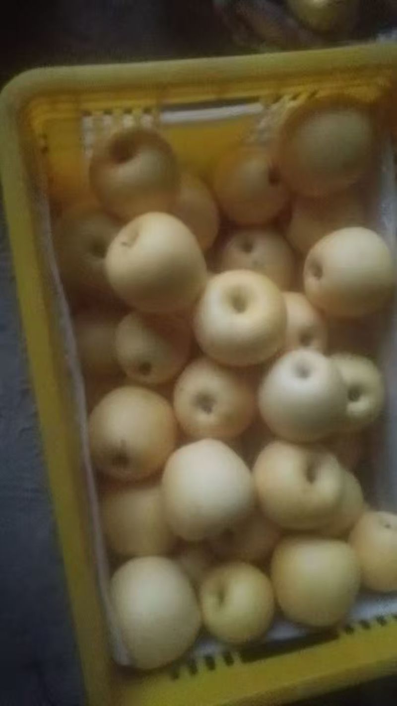各种梨，