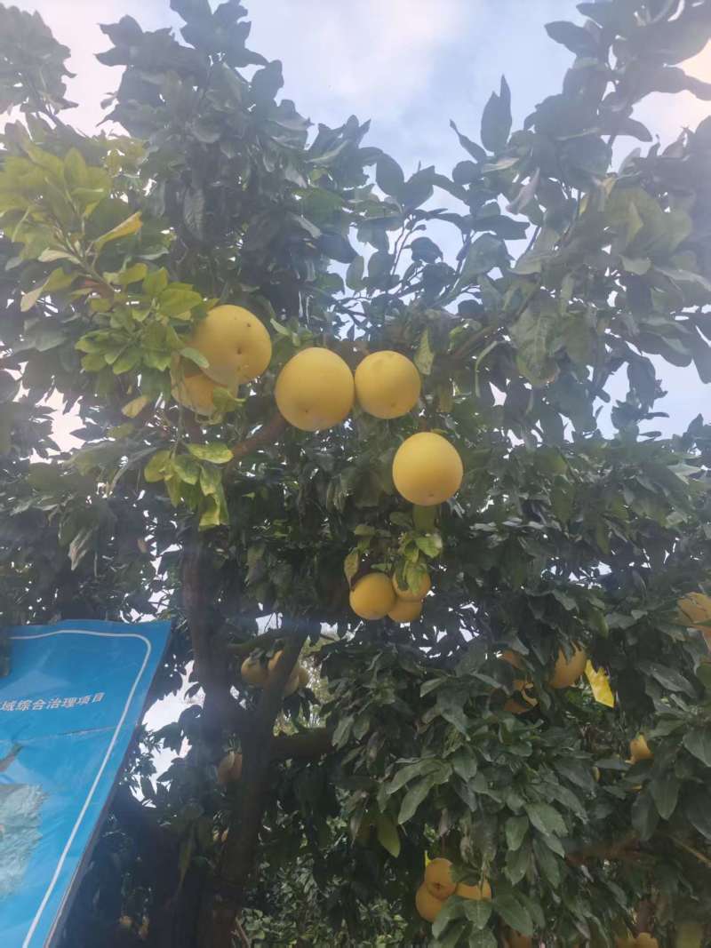 福建红心柚（精品柚子）规格齐全，可一件代发，批发视频看货