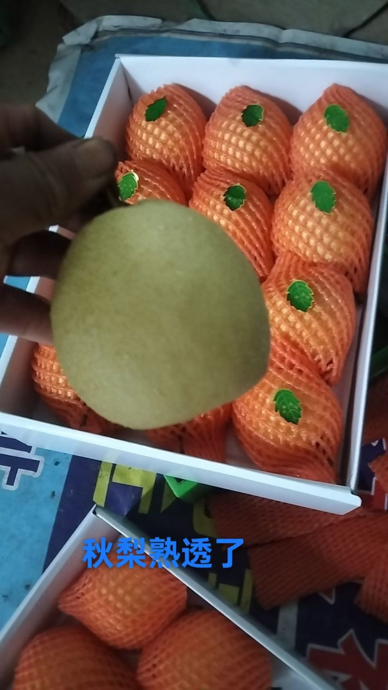 各种梨，