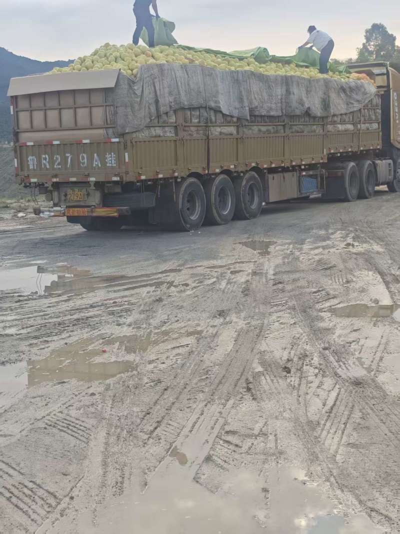 福建红心柚（精品柚子）规格齐全，可一件代发，批发视频看货