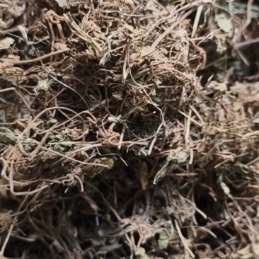 积雪草
