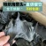 烘干海带头海带根海带片海带中段海带干货海带丝