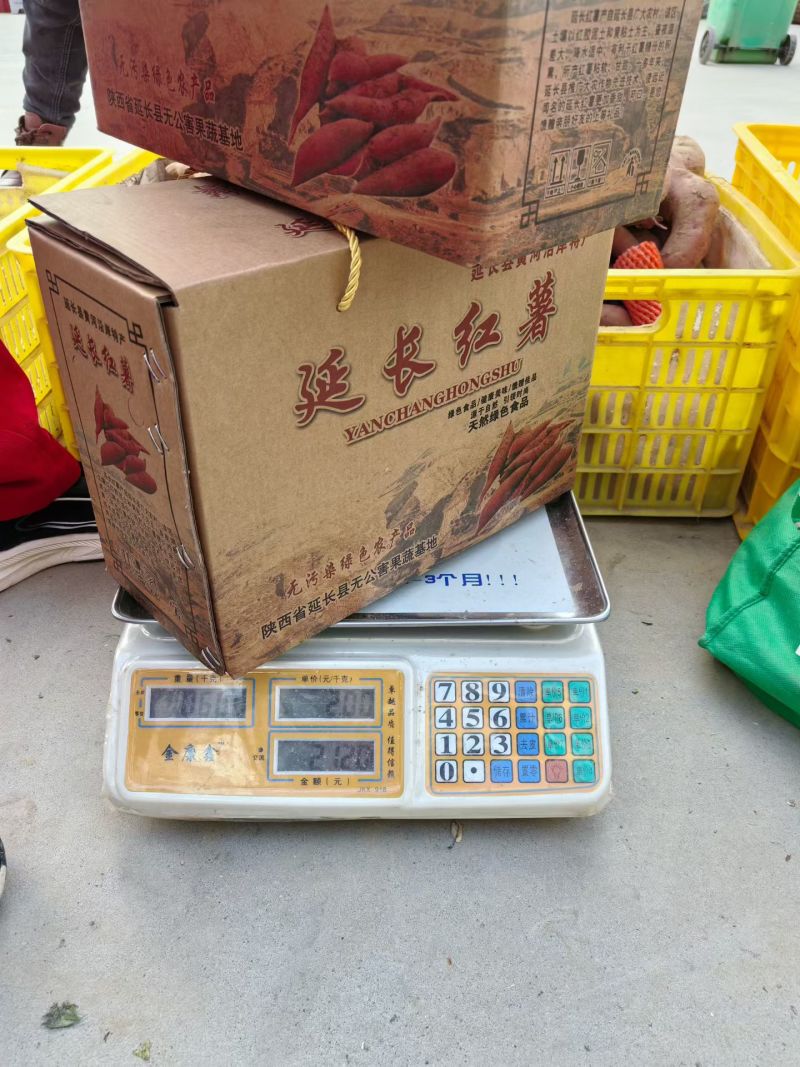 延长特产，****的老品种红薯