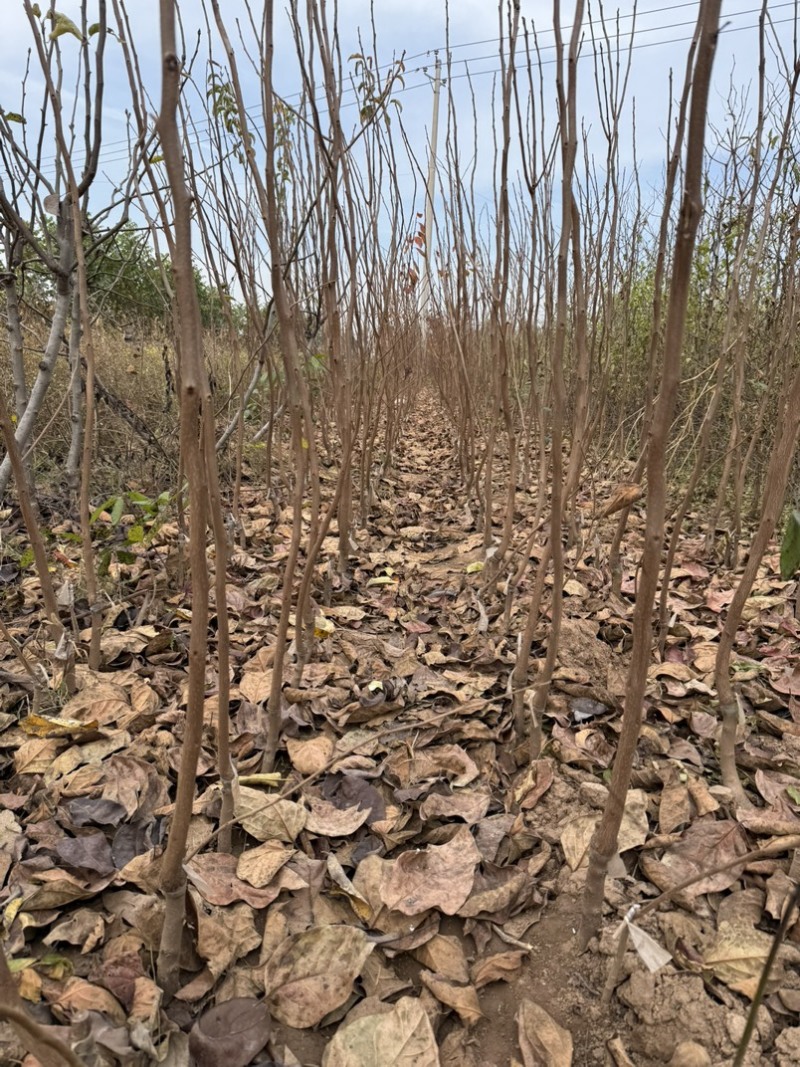 阳丰脆甜柿子树脆甜柿子新东阳柿太秋柿巧克力是