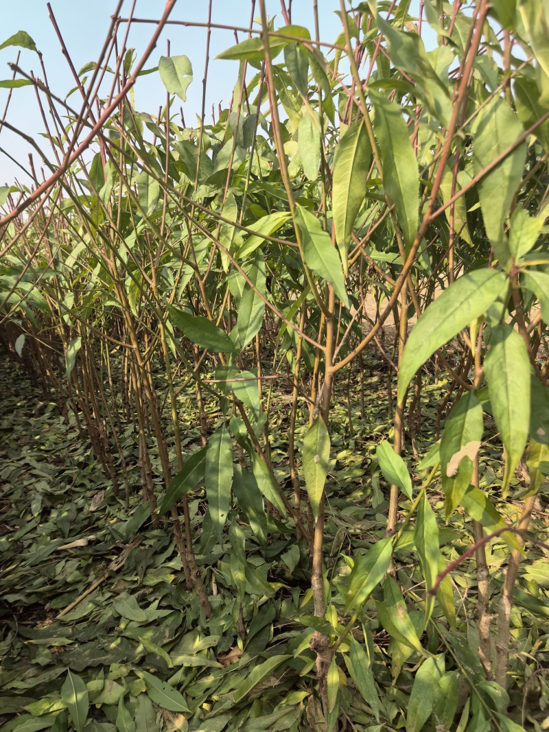 晚湖景水蜜桃苗，果实中熟大果型极丰产、浓甜浓香