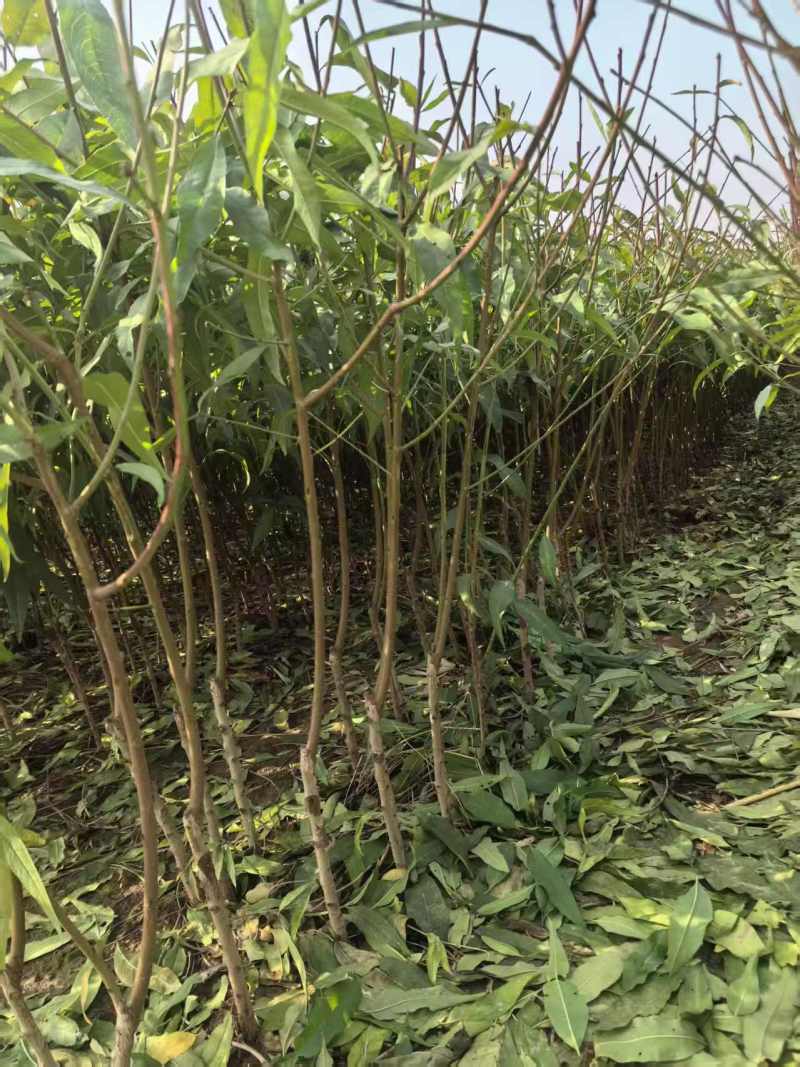 晚湖景水蜜桃苗，果实中熟大果型极丰产、浓甜浓香