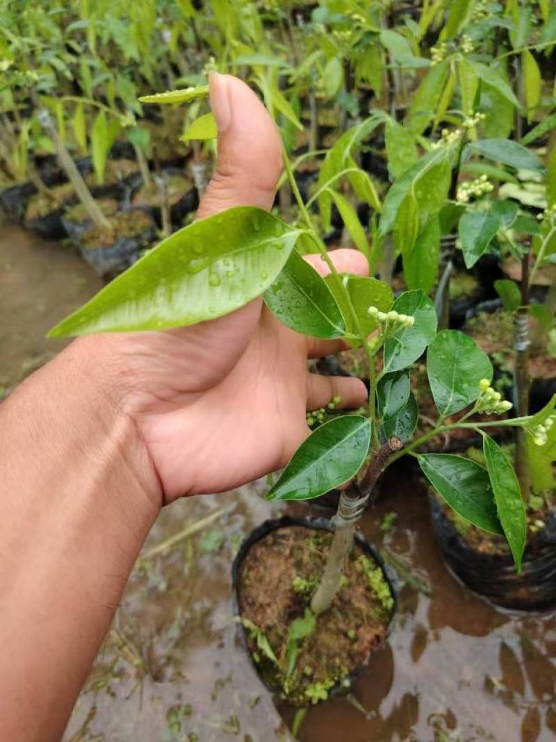 优质奇楠木原木苗，天然香气浓郁，适合手串与手工制