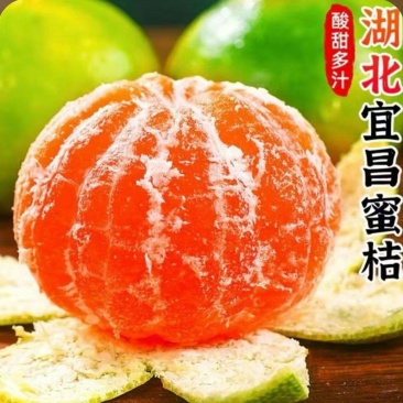 正宗湖北宜昌蜜橘，皮薄多汁，大量现货供应，一件代