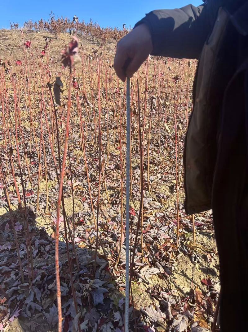 1米以上红枫