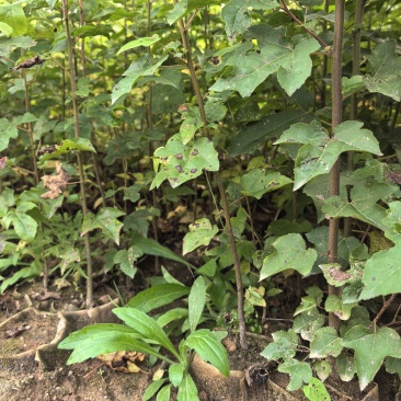 枫香杯苗