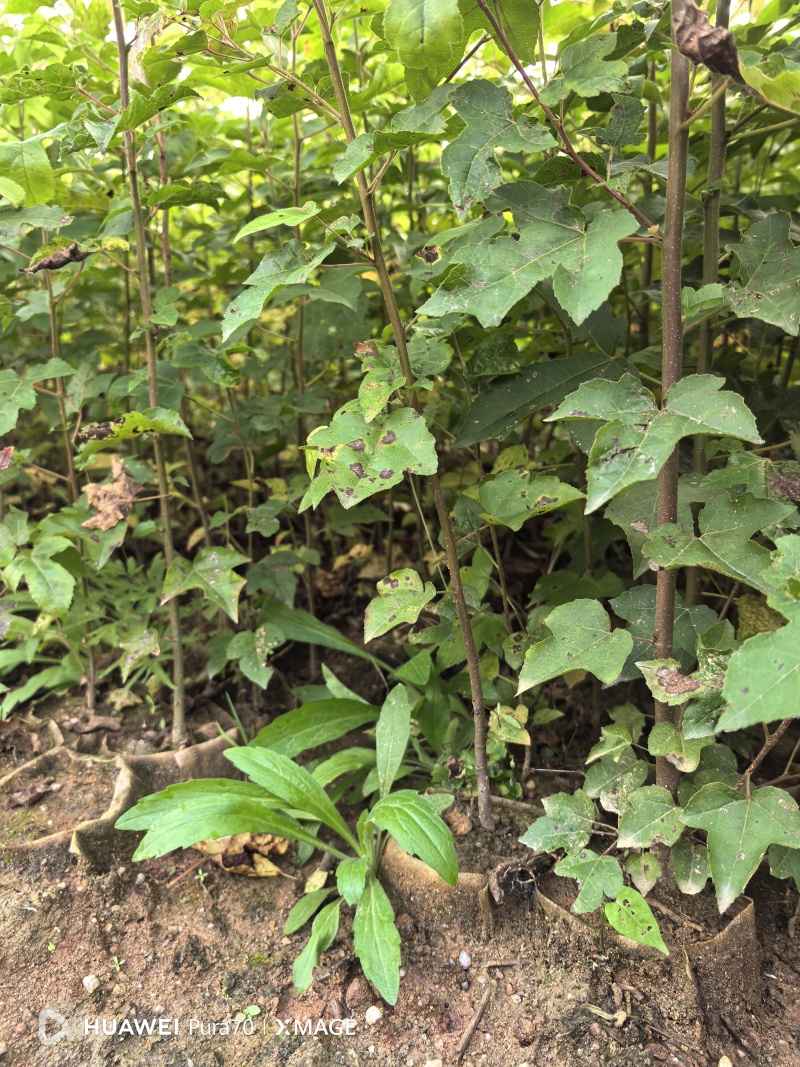 枫香杯苗