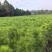 湿地松