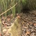 香樟