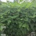 檫木杯苗裸根苗